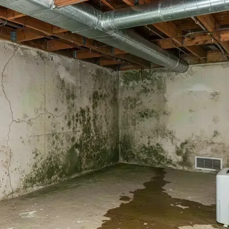 Professional Mold Removal in Alexander, AR